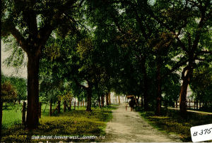 This postcard depicts Main Street as what it was prior to 1913.  The oak trees separate two sides of the road.